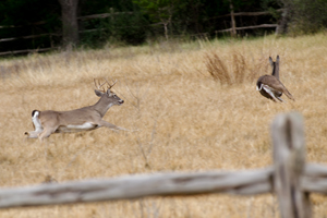 DeerCarCollisions-Photo-1-by-WWise