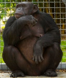 One of Project Chimp's retirees pictured at NIRC. Photo courtesy of University of Louisiana - Lafayette.