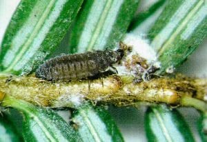 Adult Hemlock Woolly Adelgid