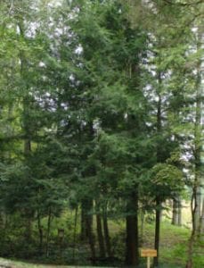 hemlock