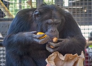 Fannin County, Blue Ridge, Morganton, Geogia, Project Chimps, Sopulu, Arthur, Executive Director, Ali Crumpacker, National Center for Biotechnology Information, New Iberia Research Center, Louisiana, Great Ape Heart Project, Zoo Atlanta, Chimpanzee