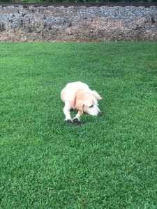 elderly dog