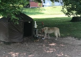 elderly dog