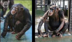 Project Chimps, Chimpanzees, Animal Welfare, Investigation, Board of Directors, Bruce Wagman, Marsha Perelman, Adrienne Armstrong, Billie Joe Armstrong, Susan Atherton, Elizabeth Bradham, Kathleen Conlee, Kimberlee Dinn, Judy Greer, Dean Johnsen, Simon Law, Helen Law, Amber Nash, Nicole Paquette, Executive Director, Ali Crumpacker, Consulting Veterinarian, Jim McClearen, Manager of Chimpanzee Care, Laura Mayo, PETA, People for the Ethical Treatment of Animals, Senior Vice President, Laboratory Investigations Department, Kathy Guillermo, Global Federation of Animal Sanctuaries, GFAS, Humane Society of the United States, HSUS, Accreditation 