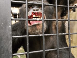 Project Chimps, Chimpanzees, Animal Welfare, Investigation, Board of Directors, Bruce Wagman, Marsha Perelman, Adrienne Armstrong, Billie Joe Armstrong, Susan Atherton, Elizabeth Bradham, Kathleen Conlee, Kimberlee Dinn, Judy Greer, Dean Johnsen, Simon Law, Helen Law, Amber Nash, Nicole Paquette, Executive Director, Ali Crumpacker, Consulting Veterinarian, Jim McClearen, Manager of Chimpanzee Care, Laura Mayo, PETA, People for the Ethical Treatment of Animals, Senior Vice President, Laboratory Investigations Department, Kathy Guillermo, Global Federation of Animal Sanctuaries, GFAS, Humane Society of the United States, HSUS, Accreditation 