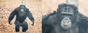 Project Chimps, Chimpanzees, Animal Welfare, Investigation, Board of Directors, Bruce Wagman, Marsha Perelman, Adrienne Armstrong, Billie Joe Armstrong, Susan Atherton, Elizabeth Bradham, Kathleen Conlee, Kimberlee Dinn, Judy Greer, Dean Johnsen, Simon Law, Helen Law, Amber Nash, Nicole Paquette, Executive Director, Ali Crumpacker, Consulting Veterinarian, Jim McClearen, Manager of Chimpanzee Care, Laura Mayo, PETA, People for the Ethical Treatment of Animals, Senior Vice President, Laboratory Investigations Department, Kathy Guillermo, Global Federation of Animal Sanctuaries, GFAS, Humane Society of the United States, HSUS, Accreditation, Valerie Taylor, Tawnya Williams