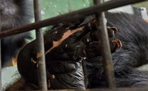 Project Chimps, Chimpanzees, Animal Welfare, Investigation, Board of Directors, Bruce Wagman, Marsha Perelman, Adrienne Armstrong, Billie Joe Armstrong, Susan Atherton, Elizabeth Bradham, Kathleen Conlee, Kimberlee Dinn, Judy Greer, Dean Johnsen, Simon Law, Helen Law, Amber Nash, Nicole Paquette, Executive Director, Ali Crumpacker, Consulting Veterinarian, Jim McClearen, Manager of Chimpanzee Care, Laura Mayo, PETA, People for the Ethical Treatment of Animals, Senior Vice President, Laboratory Investigations Department, Kathy Guillermo, Global Federation of Animal Sanctuaries, GFAS, Humane Society of the United States, HSUS, Accreditation, Valerie Taylor, Tawnya Williams