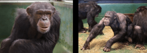 Project Chimps, Chimpanzees, Animal Welfare, Investigation, Board of Directors, Bruce Wagman, Marsha Perelman, Adrienne Armstrong, Billie Joe Armstrong, Susan Atherton, Elizabeth Bradham, Kathleen Conlee, Kimberlee Dinn, Judy Greer, Dean Johnsen, Simon Law, Helen Law, Amber Nash, Nicole Paquette, Executive Director, Ali Crumpacker, Consulting Veterinarian, Jim McClearen, Manager of Chimpanzee Care, Laura Mayo, PETA, People for the Ethical Treatment of Animals, Senior Vice President, Laboratory Investigations Department, Kathy Guillermo, Global Federation of Animal Sanctuaries, GFAS, Humane Society of the United States, HSUS, Accreditation 
