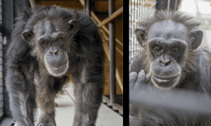 Project Chimps, Chimpanzees, Animal Welfare, Investigation, Board of Directors, Bruce Wagman, Marsha Perelman, Adrienne Armstrong, Billie Joe Armstrong, Susan Atherton, Elizabeth Bradham, Kathleen Conlee, Kimberlee Dinn, Judy Greer, Dean Johnsen, Simon Law, Helen Law, Amber Nash, Nicole Paquette, Executive Director, Ali Crumpacker, Consulting Veterinarian, Jim McClearen, Manager of Chimpanzee Care, Laura Mayo, PETA, People for the Ethical Treatment of Animals, Senior Vice President, Laboratory Investigations Department, Kathy Guillermo, Global Federation of Animal Sanctuaries, GFAS, Humane Society of the United States, HSUS, Accreditation 
