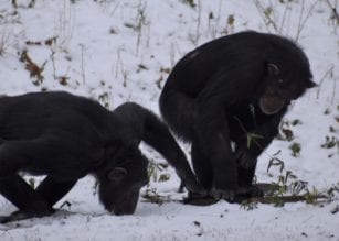 Project Chimps, Ali Crumpacker, Executive Director, Chimpanzees, Sanctuary, Rescue, Donate, Snow