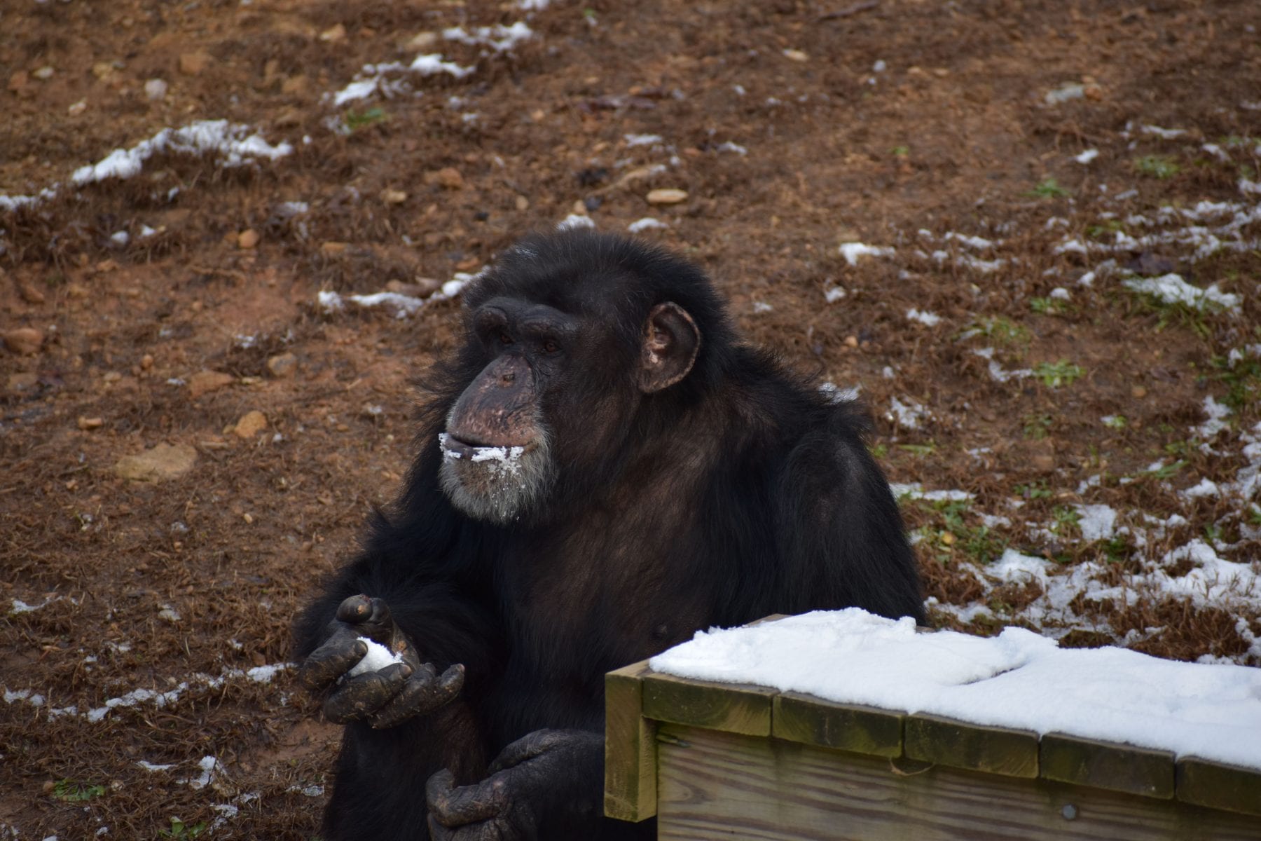 Project Chimps, Ali Crumpacker, Executive Director, Chimpanzees, Sanctuary, Rescue, Donate, Snow