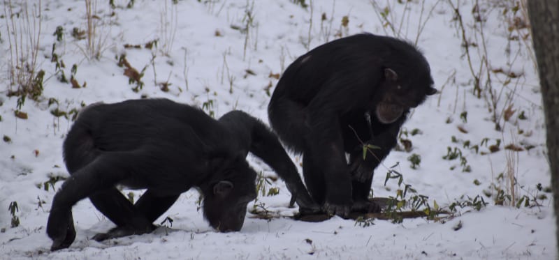 Project Chimps, Ali Crumpacker, Executive Director, Chimpanzees, Sanctuary, Rescue, Donate, Snow