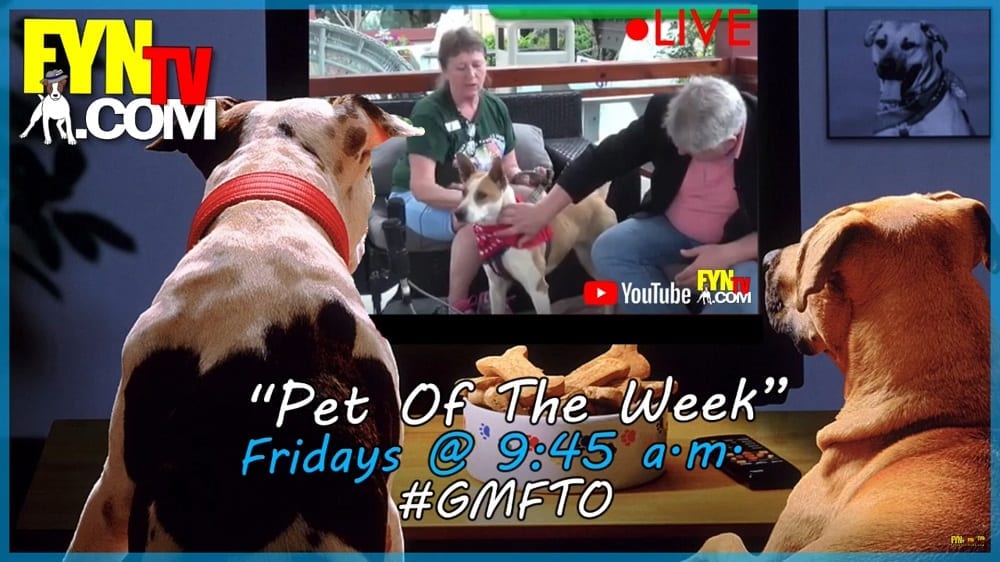 Pet of the Week, dog, puppy, Katrina,