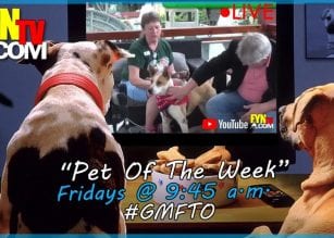 Pet of the Week, dog, puppy, Katrina,